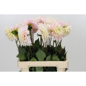 Dahlia Sweet Nathalie