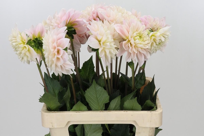 <h4>Dahlia Sweet Nathalie</h4>