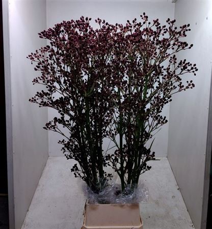 <h4>Eryn Pan Physic Purp</h4>