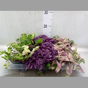Tradescantia   ...mix