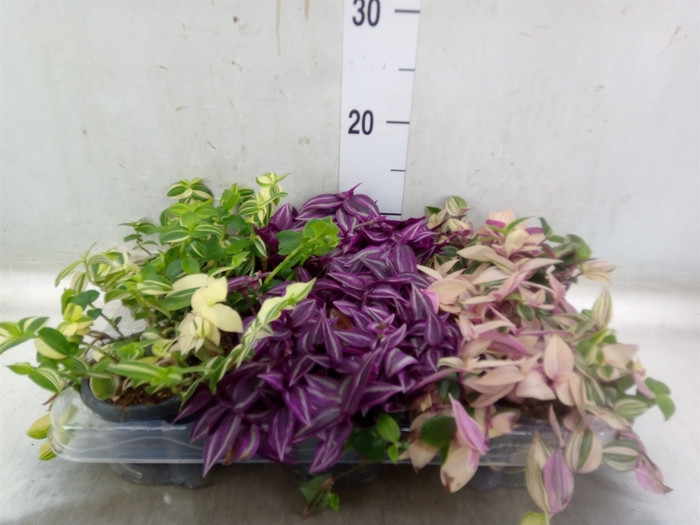 <h4>Tradescantia   ...mix</h4>