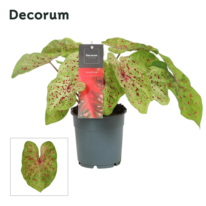 <h4>Caladium Bicolor (Decorum)</h4>