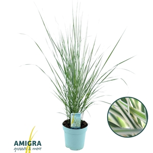 Calamagrostis accutiflora 'Overdam'