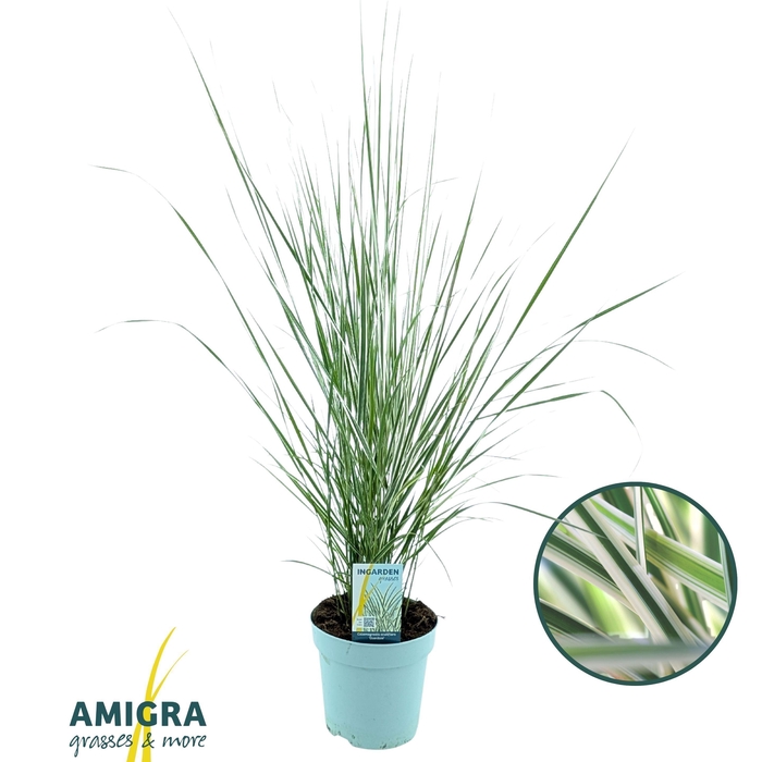 <h4>Calamagrostis accutiflora 'Overdam'</h4>
