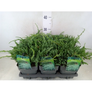 Juniperus squamata 'Blue Carpet'