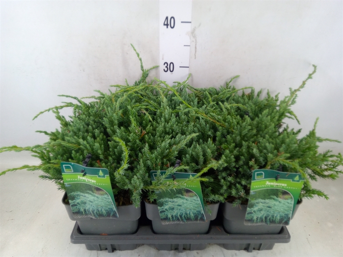 <h4>Juniperus squamata 'Blue Carpet'</h4>