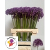 Allium Violet Beauty