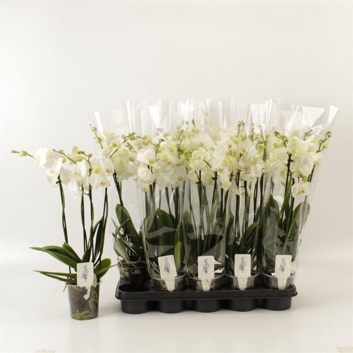 <h4>Phal Ov Wit</h4>