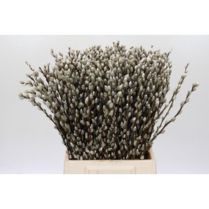Salix Caprea Snow Flake Premium