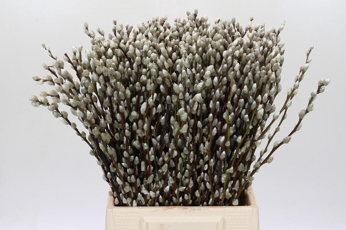 <h4>Salix Caprea Snow Flake Premium</h4>