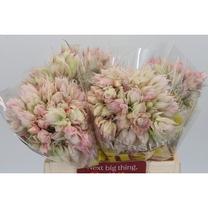 Blushing Bride 4/6 Flowers