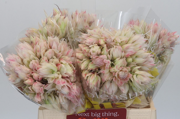 <h4>Blushing Bride 4/6 Flowers</h4>