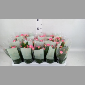 Rosa  'Fame Kordana'