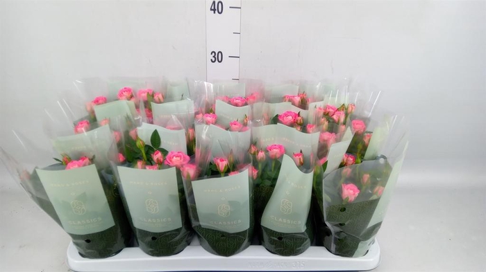 <h4>Rosa  'Fame Kordana'</h4>
