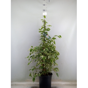 Ficus benja. 'Twilight'