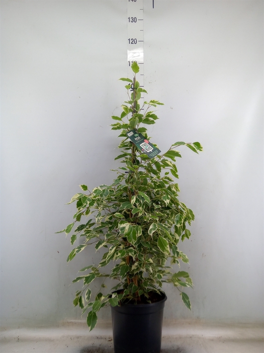 <h4>Ficus benja. 'Twilight'</h4>