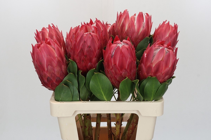 <h4>Protea Cynaroides Red Rex</h4>
