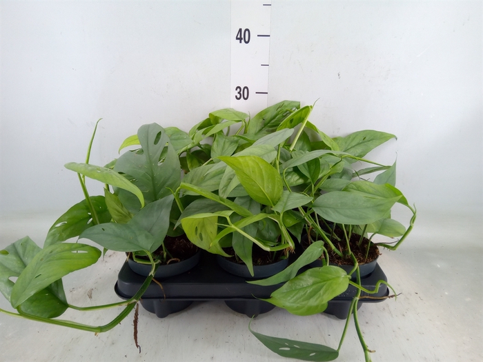 <h4>Epipremnum pinn. 'Cebu Blue'</h4>