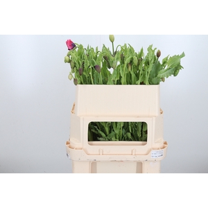 Papaver Overig