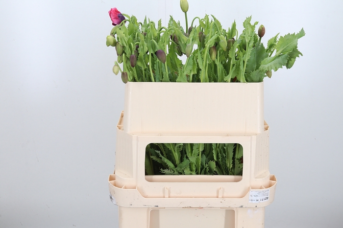 <h4>Papaver Overig</h4>