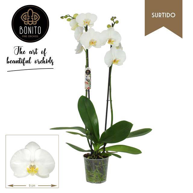 <h4>PHAL WHITE NOTTINGHAM 2 TAK</h4>
