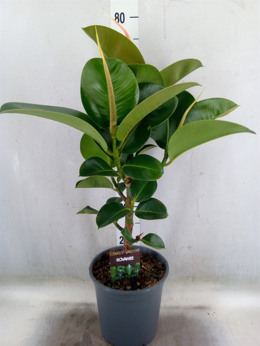 <h4>Ficus elastica 'Cloe'</h4>