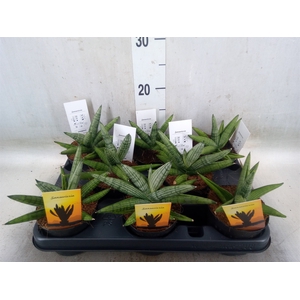 Sansevieria   ...