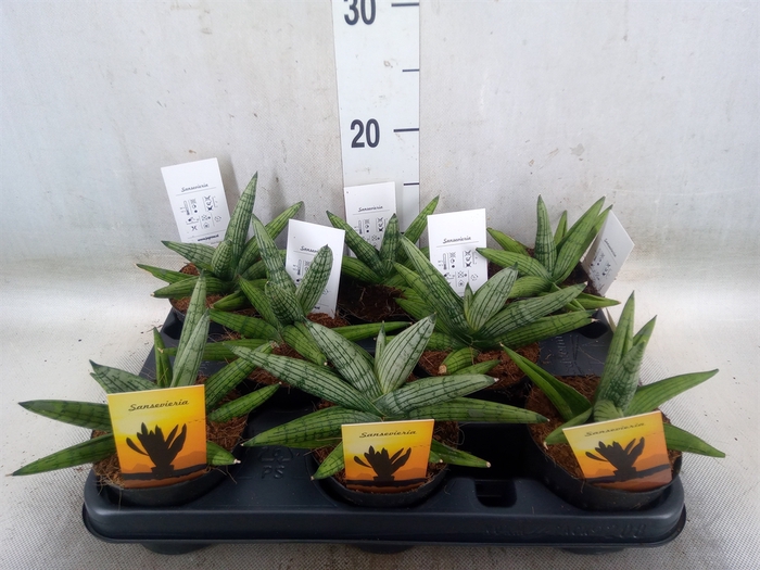 <h4>Sansevieria   ...</h4>