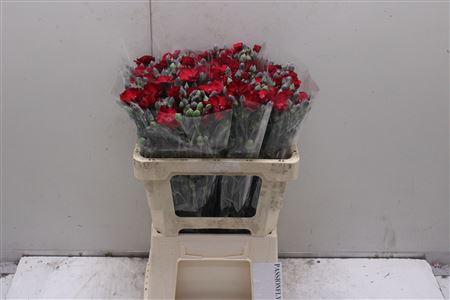 <h4>Di Tr Passionfly</h4>