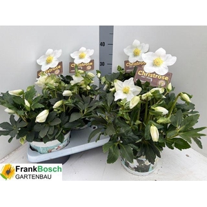 HELLEB NI HGC JASPER P17 40+