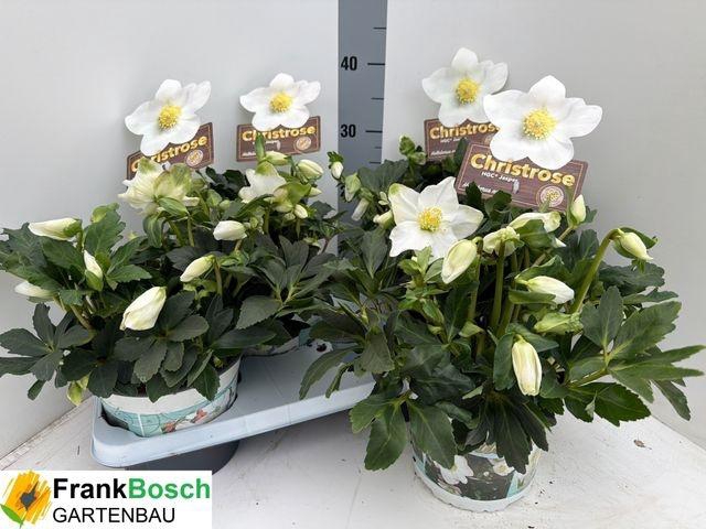 <h4>HELLEB NI HGC JASPER P17 40+</h4>