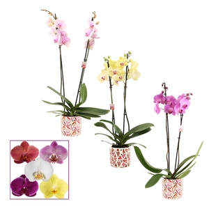 Phalaenopsis 2 tak 14+ mix in Julia (Deco-collection)
