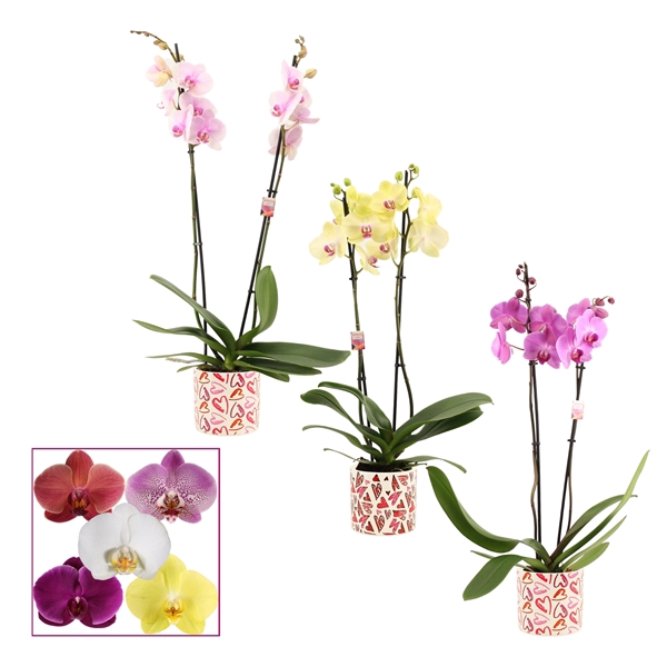 <h4>Phalaenopsis 2 tak 14+ mix in Julia (Deco-collection)</h4>