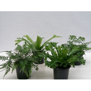 ASPLENIUM ANTIQUUM P11 MIX