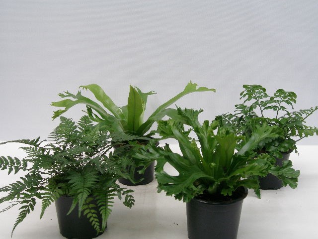 <h4>ASPLENIUM ANTIQUUM P11 MIX</h4>