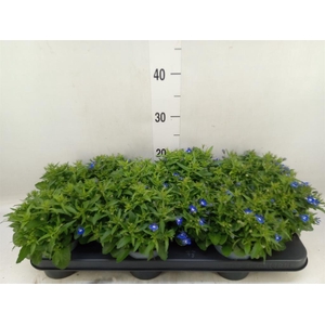 Lobelia erin. 'SweetSpring Blue'