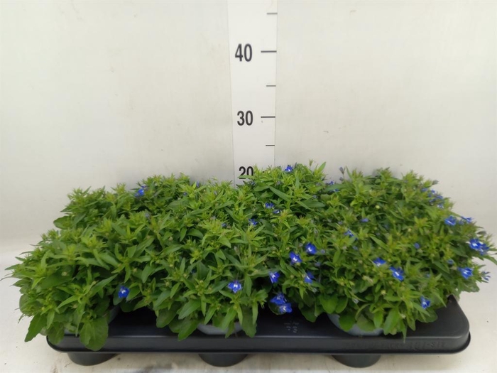 <h4>Lobelia erin. 'SweetSpring Blue'</h4>
