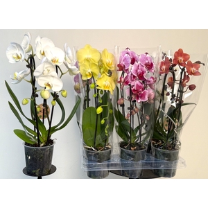 PHAL EL CASCADE