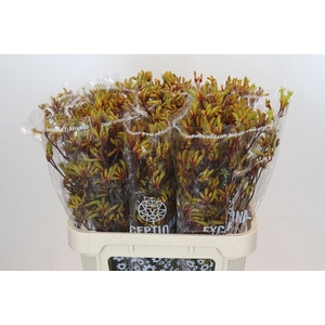 Anigozanthos Gold Fever