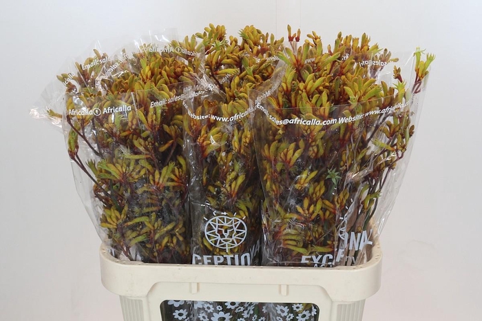 Anigozanthos Gold Fever