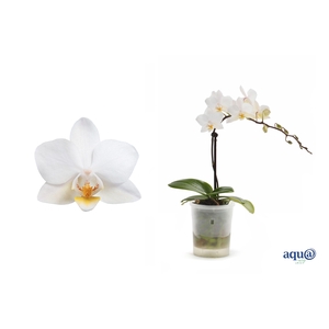 Phal Tiny Dolls Soft Cloud 1T7+ Aqu@