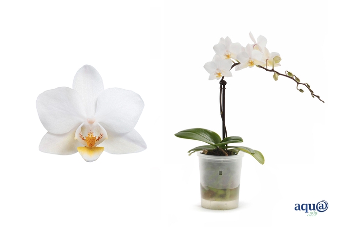 <h4>Phal Tiny Dolls Soft Cloud 1T7+ Aqu@</h4>