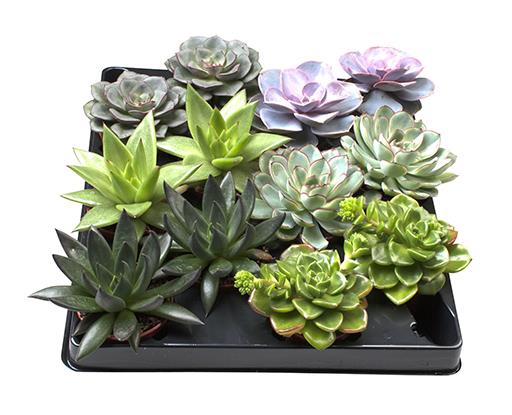 <h4>ECHEVERIA-HYBRID P6</h4>