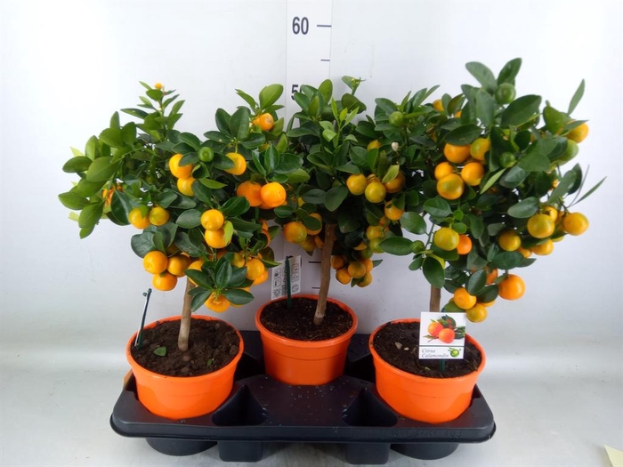 <h4>Citrus   ...</h4>