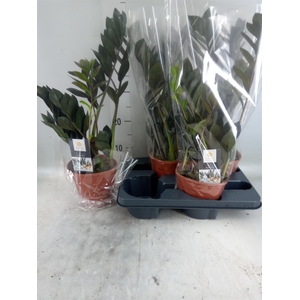 Zamioculcas zamiifolia 'Dowon'