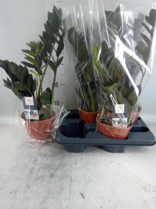 <h4>Zamioculcas zamiifolia 'Dowon'</h4>