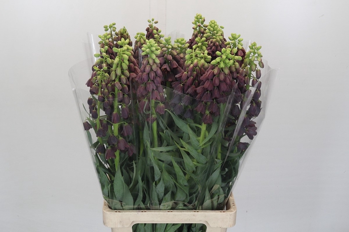 <h4>Fritillaria Persica</h4>