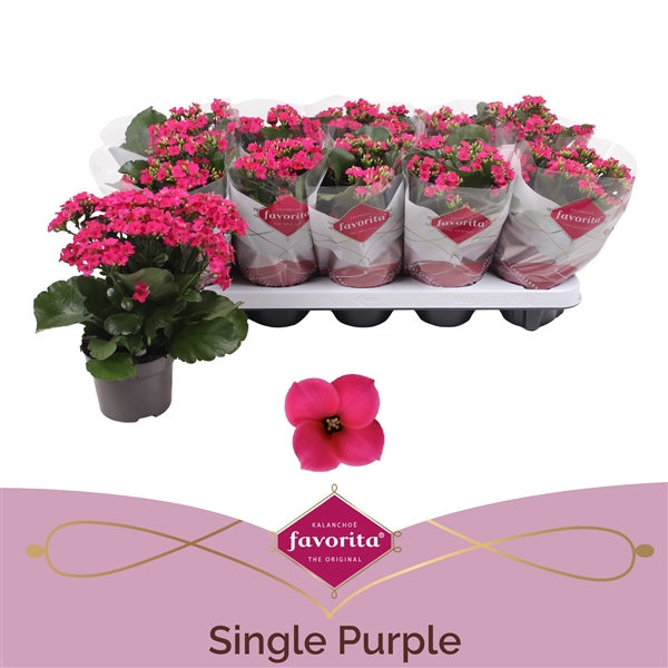 <h4>Kalanchoe favorita purple stadium 1</h4>