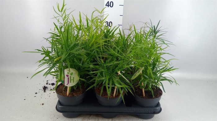 <h4>Asparagus falcatus</h4>