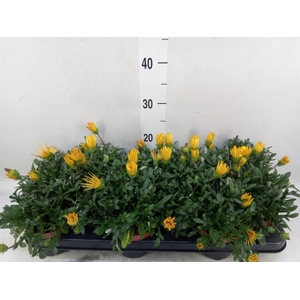 Gazania splen. 'Gelbe Jupiter'